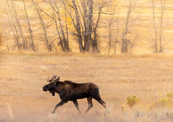 Bull Moose trotting moving fall autumn field