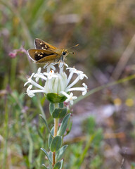 White-spot Skipper (Trapezites luteus)