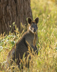 Swamp Wallaby (Wallabia bicolor)