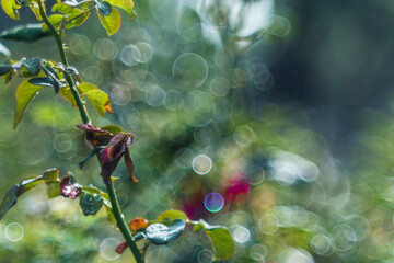Everything you want is on the other side of fear.Beautiful rose on black background. Floral card design with dark vintage effect,Close of pink rose on rose bush,Roses in a garden at dusk,