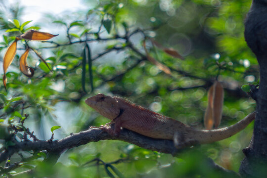detect sounds.
Olfaction: Lizards use their sense of smell to locate prey, detect predators, and find mates. They also possess a Jacobson's organ, a specialized sensory organ