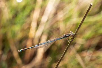 Blue Ringtail Damselfly (Austrolestes annulosus) 