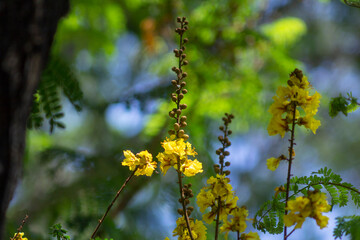 :Low angle view of yellow flower blooming on tree against building, Golden shower(Cassia fistula) flowers national of thailand, on roadside in the countryside.Blossom Cassia fistula flower against the
