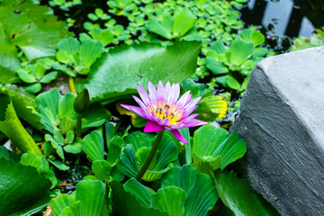 Close-up of lotus water lily on frozen lake,Monodrama of lotus in dark,Lotus flowers in the...