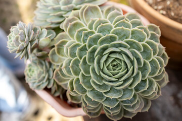 Obraz premium Succulent macro photo. Deep green natural plant.