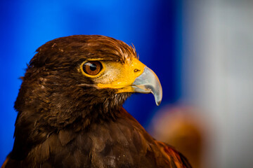 aguila real