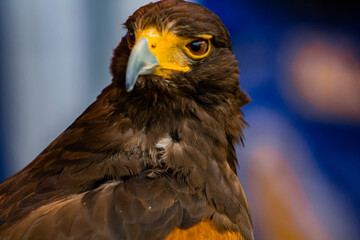 aguila real