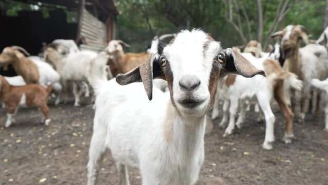 Domestic goats esting and chewing-food