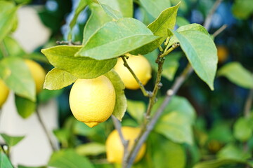 黄色く熟したレモンの実