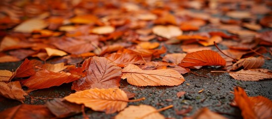The captivating appearance of autumn leaves on the ground.