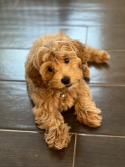 Morkiepoo puppy portrait 