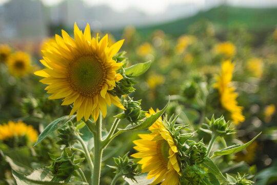 Close-up of sunflowers or Helianthus Annuus on land
Sunflower blooming in Phitsanulok provinces,Close-up of sunflowers blooming outdoors 