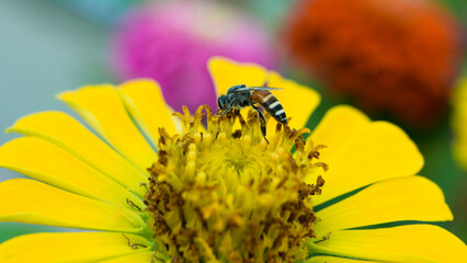 Sunflowers are yellow, the petals are large, the pistils are round and yellow. 
Close-up of sunflower field against sky,
Close-up of sunflowers on land
Sunflower blooming in Phitsanulok provinces,
