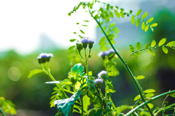 Ageratum conyzoides is often used as a medicinal plant. Ageratum conyzoides is a small plant that grows annually,