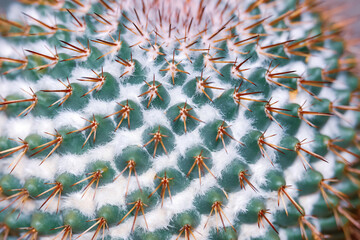 Close up view of large cactus plant.