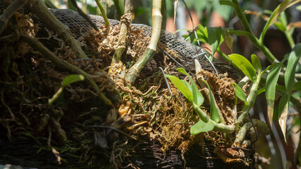 Close-up of pink orchids against clear blue sky. Cropped hand picking food from plate, Close-up of purple orchids,
Flowers seem intended for the solace of ordinary humanity, Close-up of pink orchids 