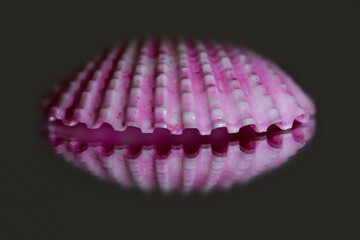 Close up view of tiny pink sea shell with reflection on dark grey background