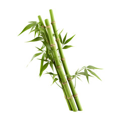 Green bamboos isolated on transparent and white background