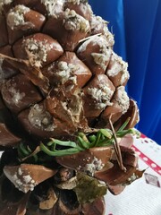 Pine cone with sprouted seeds
