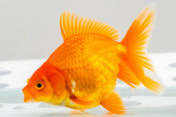 Oranda goldfish in aquarium fish tank close up