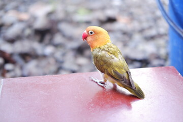 Cute yellow and red lovebird sitting on the red floor.