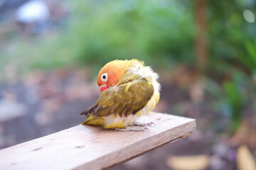 Cute Lovebird sitting on a wooden bench in the garden.