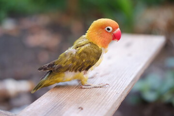 Cute Lovebird sitting on a wooden bench in the garden.