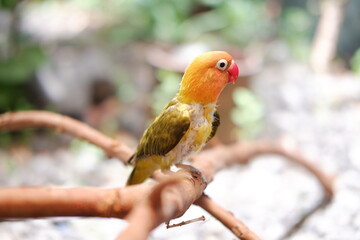Little lovebird sitting on a tree branch 