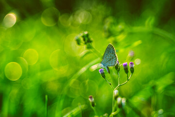 The small butterfly has a beautiful white color, clear color, and many flowers, from which there are beautiful butterflies.
butterflies from leaf-eating caterpillars, simple colors, small insects
