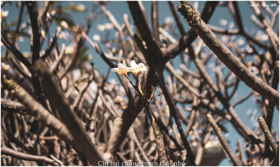 Close-up of pink plumeria floating on water,Close-up of white plumeria blooming on tree,Cropped hand holding plumeria,Close-up of flowers blooming,Close-up of plumeria on white pebbles,