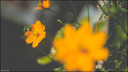 Close-up of flowers blooming in field, Full frame shot of daisy flowers in park, inspiration and...