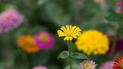 Obraz premium Pretty white petals of cosmos flowers blossom on green leaves and small bud in a field,Field of white petals Chamomile or Marguerite daisy flower in fallen season, green leaves on background,