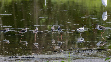 Gorgeous Pied Avocet Bird Wading in Shallow Waters