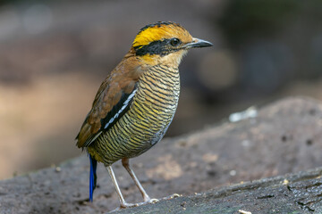 A remarkable image of the Bornean Banded Pitta (Pitta schwaneri) in its lush rainforest habitat and making it a true jewel of the Bornean rainforests.