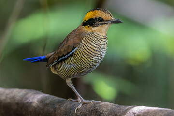A remarkable image of the Bornean Banded Pitta (Pitta schwaneri) in its lush rainforest habitat and...