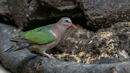 An enchanting image of the Emerald Dove (Chalcophaps indica) perched amidst the lush green foliage of a tropical forest.