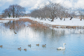 新潟　瓢湖で泳ぐ白鳥と鴨