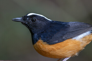 Nature wildlife image of White crown shama on nature rainforest jungle in Borneo Island.