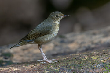 An enchanting photograph capturing the delicate elegance of a female Siberian Blue Robin (Larvivora cyane). Its understated yet exquisite plumage and gentle presence exemplify the charm of this bird.
