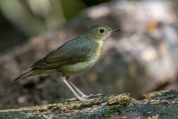 An enchanting photograph capturing the delicate elegance of a female Siberian Blue Robin (Larvivora cyane). Its understated yet exquisite plumage and gentle presence exemplify the charm of this bird.