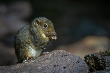 Nature wildlife image of Bornean Mountain Ground Squirrel on deep jungle forest.