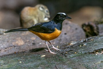 Nature wildlife image of White crown shama on nature rainforest jungle in Borneo Island.