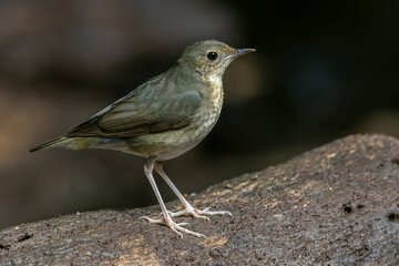 An enchanting photograph capturing the delicate elegance of a female Siberian Blue Robin (Larvivora cyane). Its understated yet exquisite plumage and gentle presence exemplify the charm of this bird.