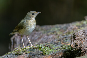 An enchanting photograph capturing the delicate elegance of a female Siberian Blue Robin (Larvivora...