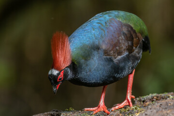 Crested Partridge (Rollulus rouloul) showcasing its exquisite and distinctive appearance. This beautiful bird, with its elegant plumage and crested head, is a testament to the diversity of wildlife.