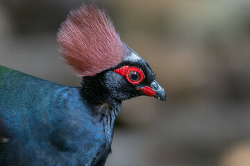 Crested Partridge (Rollulus rouloul) showcasing its exquisite and distinctive appearance. This...