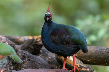 Crested Partridge (Rollulus rouloul) showcasing its exquisite and distinctive appearance. This...