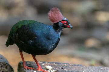 Crested Partridge (Rollulus rouloul) showcasing its exquisite and distinctive appearance. This beautiful bird, with its elegant plumage and crested head, is a testament to the diversity of wildlife.