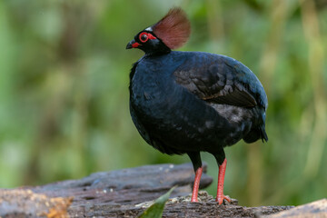 Crested Partridge (Rollulus rouloul) showcasing its exquisite and distinctive appearance. This beautiful bird, with its elegant plumage and crested head, is a testament to the diversity of wildlife.