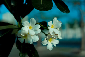 Close-up of wet yellow plumeria flower,Close-up of yellow flowering plant,Plumeria flowers, close-up of pink flowering plant against sky,Plumeria on stone seat